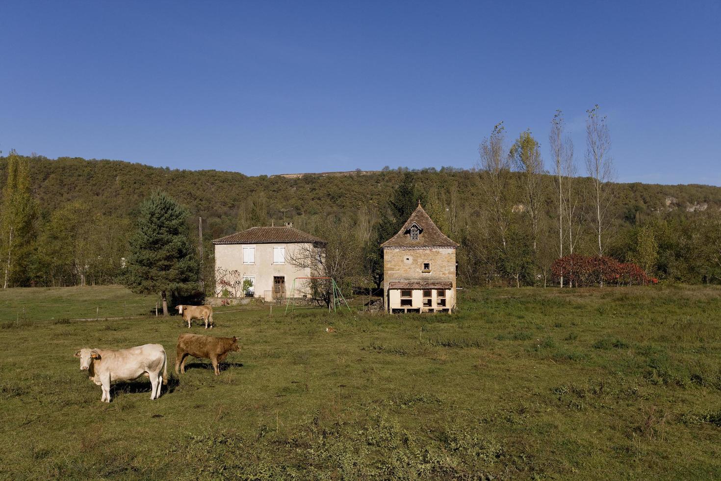 fazenda de gado no lote, frança foto