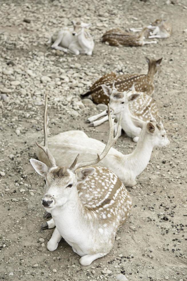 veado no zoológico foto