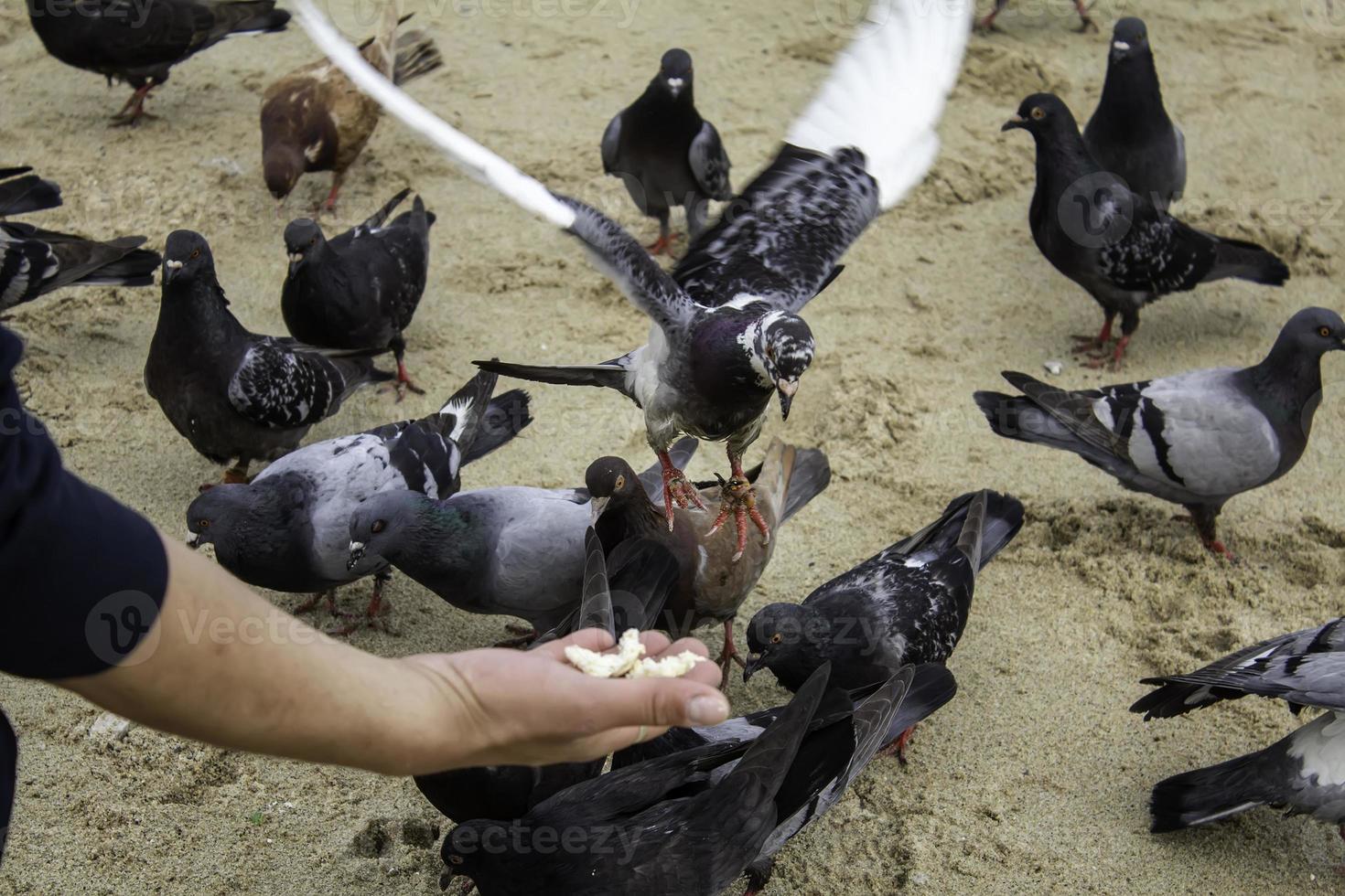 alimentando os pombos foto