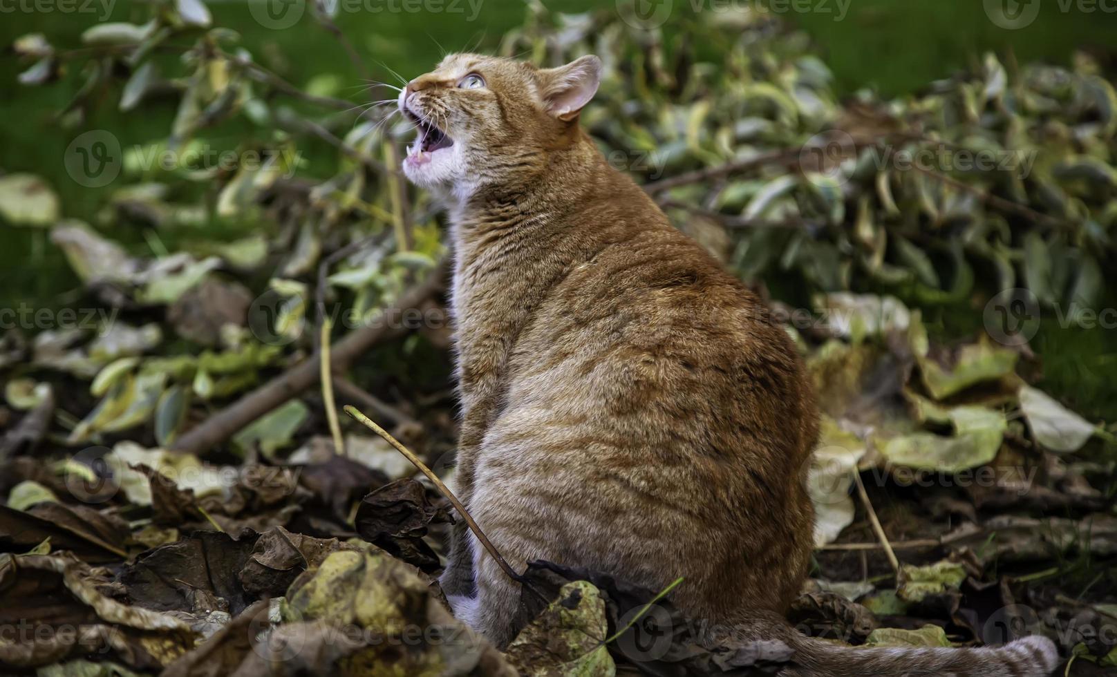 gato malhado zangado foto