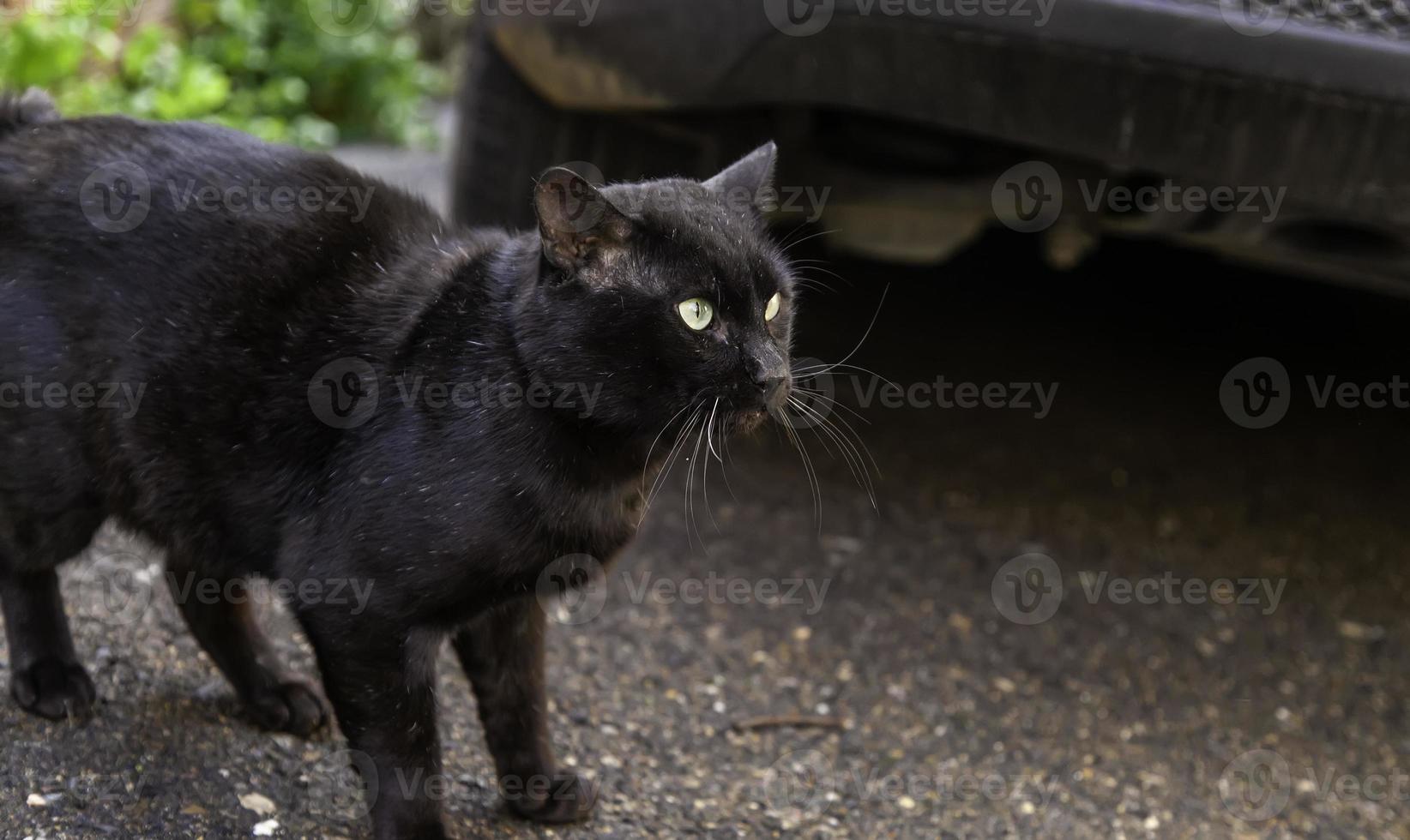 gato preto na rua foto