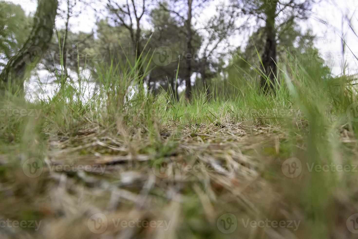 grama verde na floresta foto