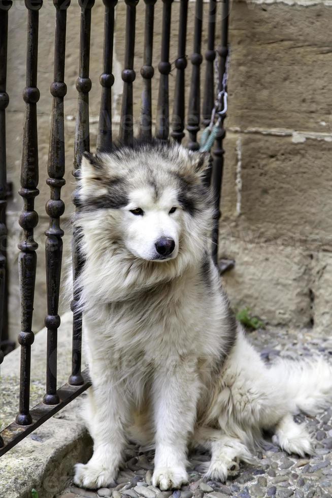 husky amarrado na rua foto