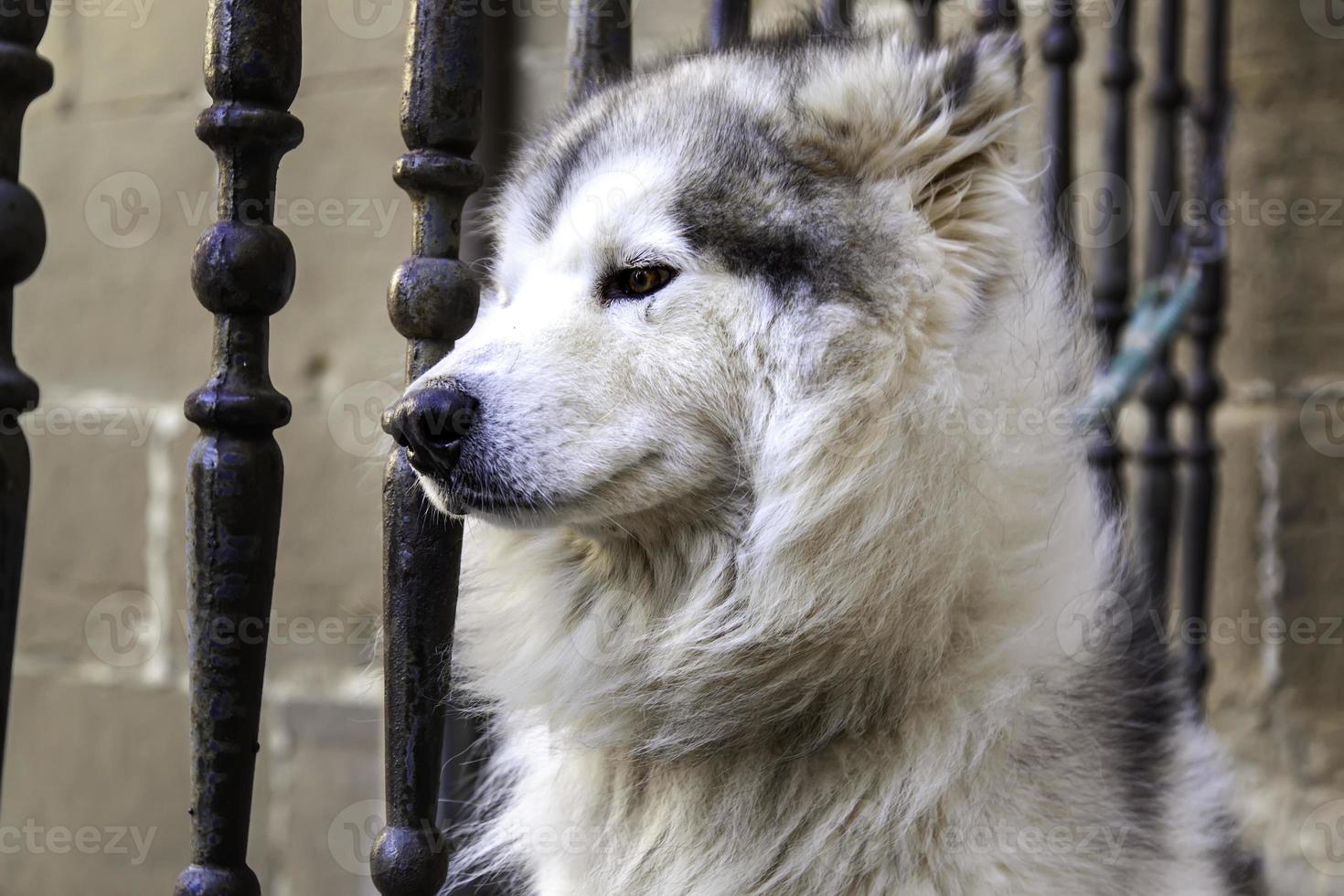 husky amarrado na rua foto