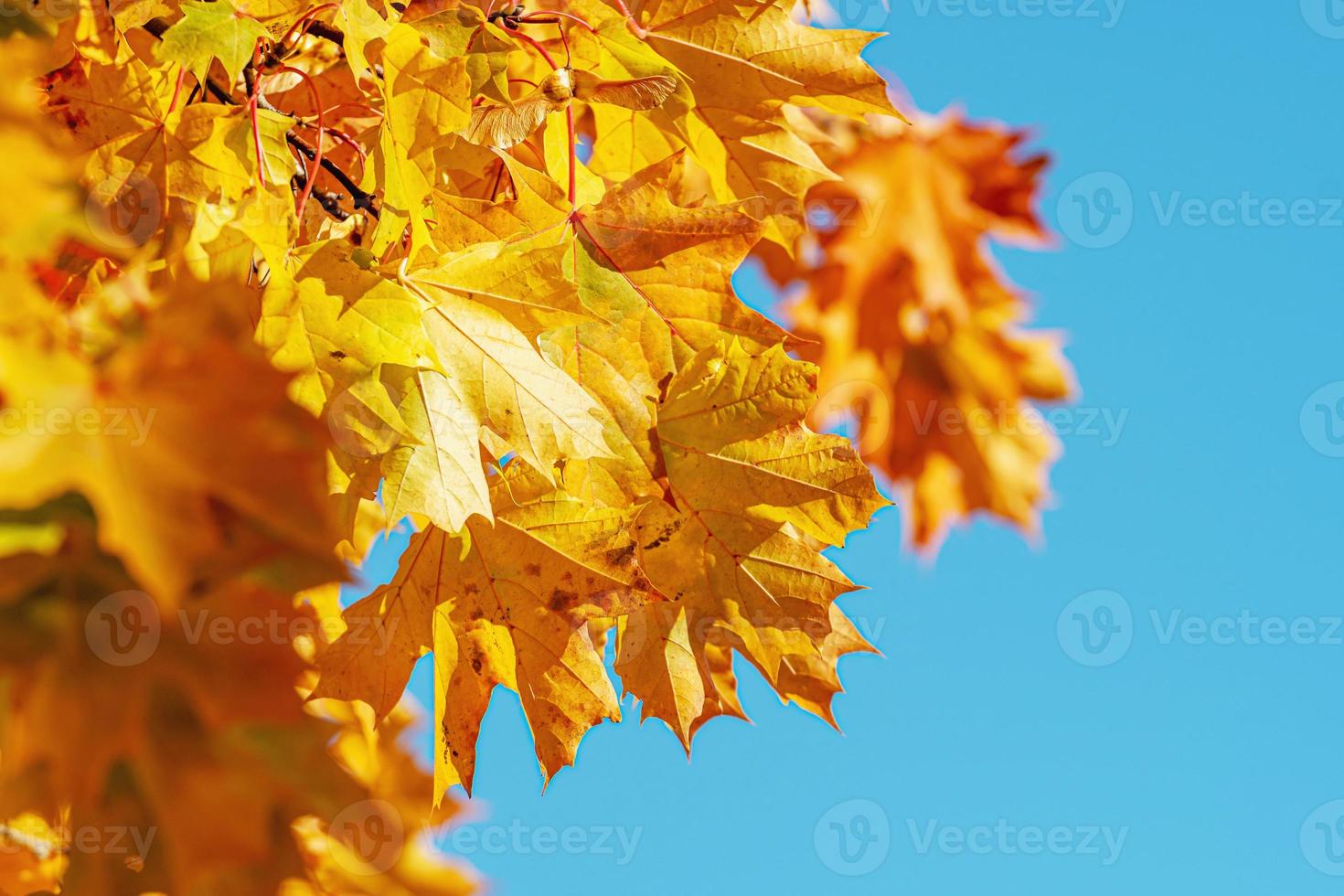 folhas de bordo outonais em fundo desfocado, folhagem, luz solar - imagem foto