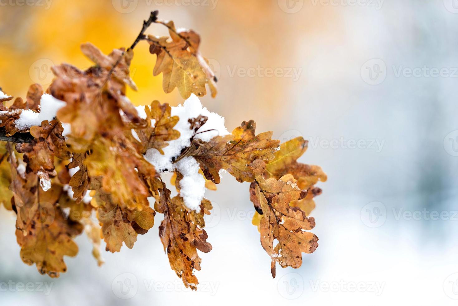 fotografia abstrata. neve branca caída nas folhas de outono amarelas. foto