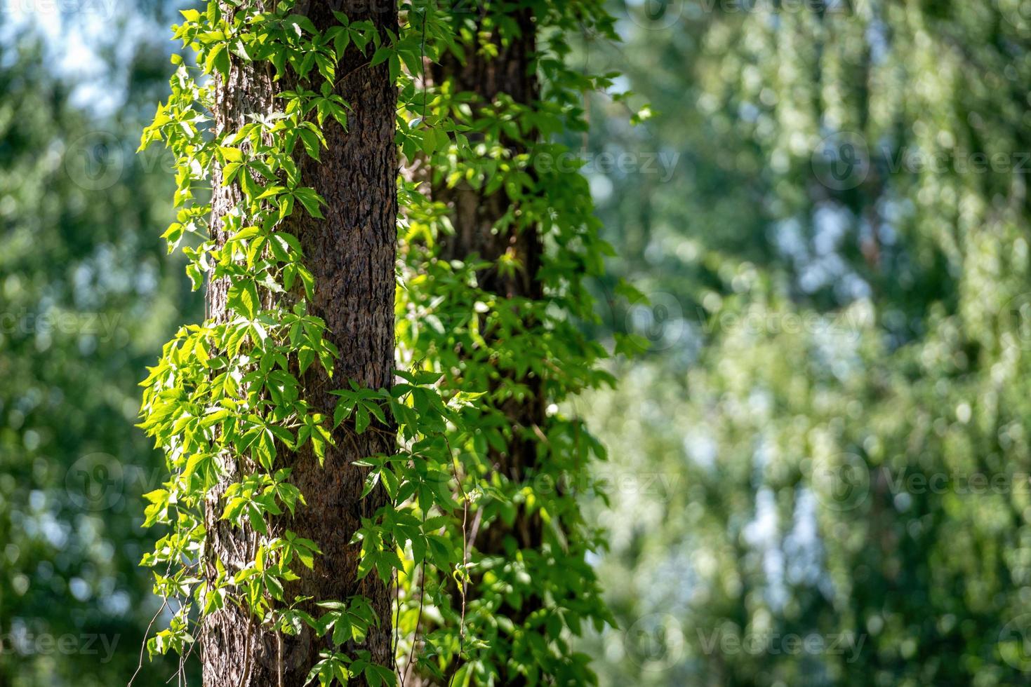 close-up de hera em troncos de árvore foto