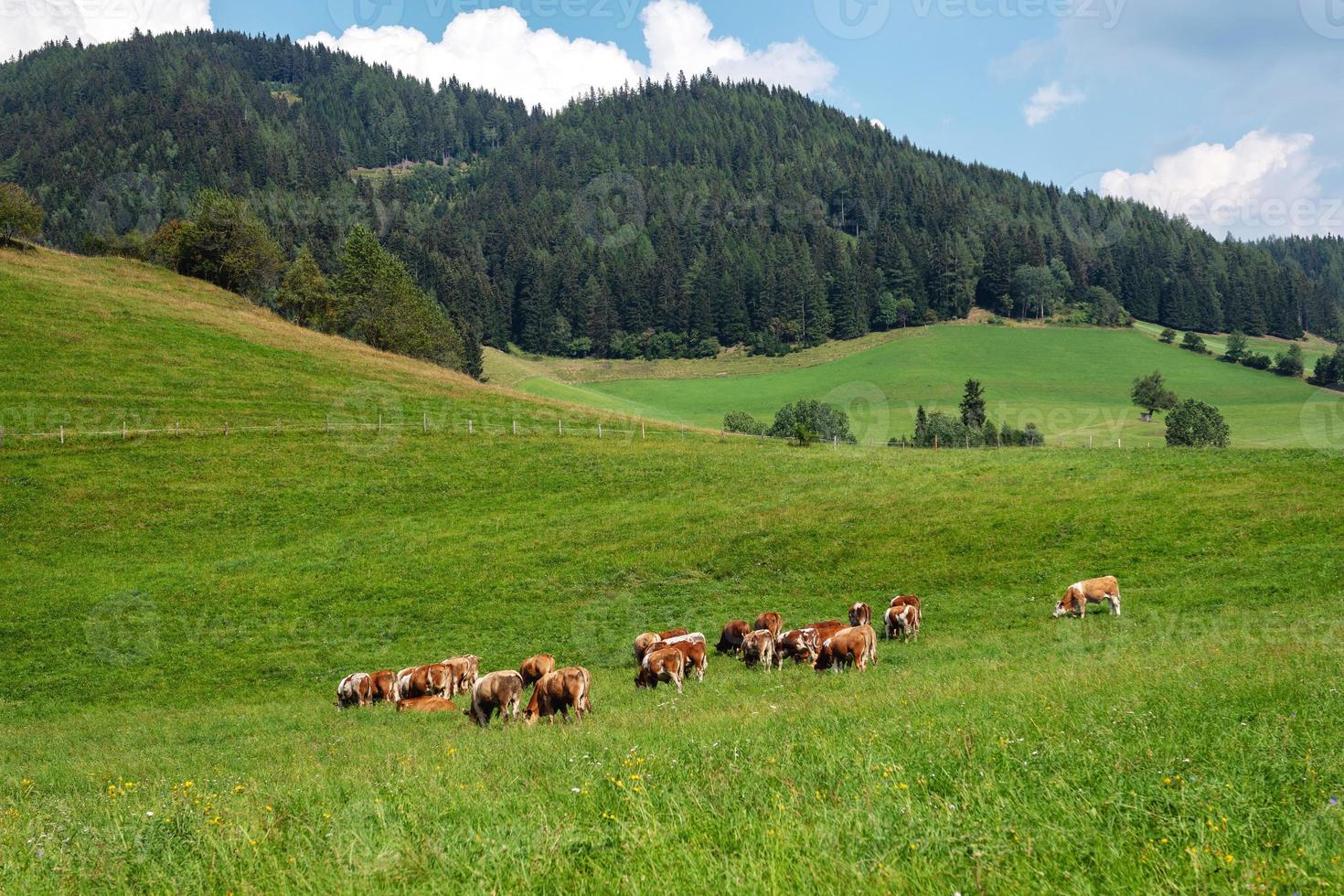 Áustria. vacas em uma pastagem alpina verde em um dia de verão, céu azul, paisagem montanhosa. foto