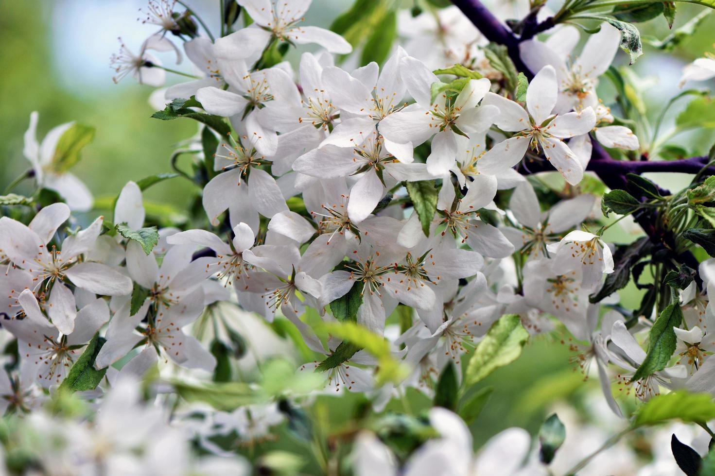 lindas flores brancas no jardim foto