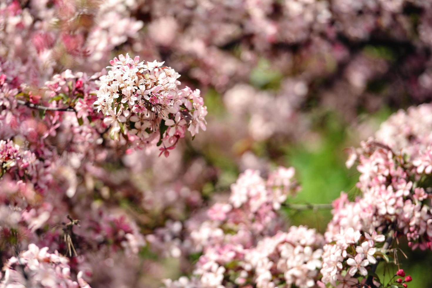 lindas flores de maçã desabrochando foto