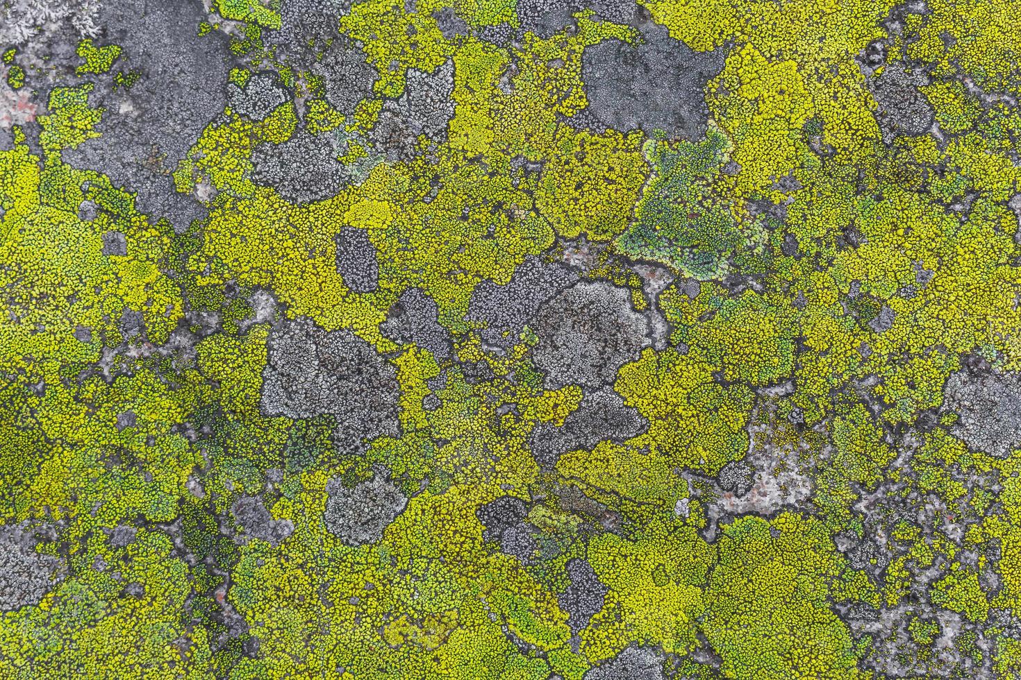 textura de pedra de rocha com musgo amarelo verde e líquen da Noruega. foto