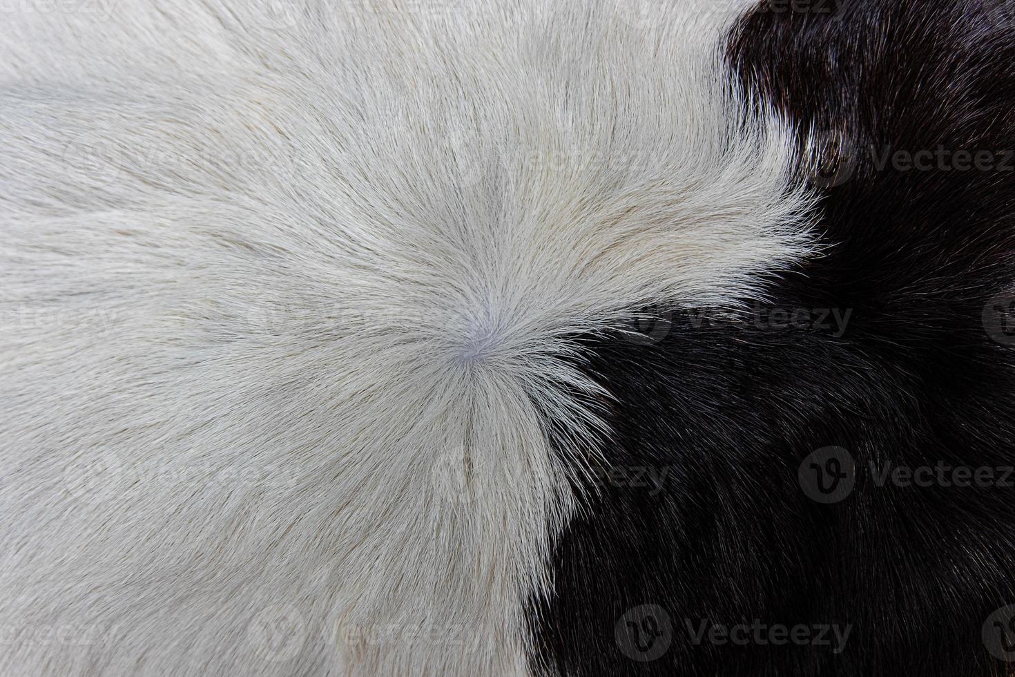 casaco de pele de vaca marrom com pelo preto branco e manchas marrons foto