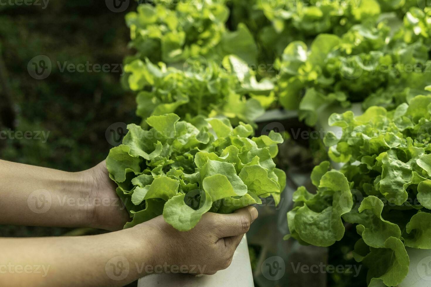 jovem agricultor está segurando carvalho verde vegetal foto