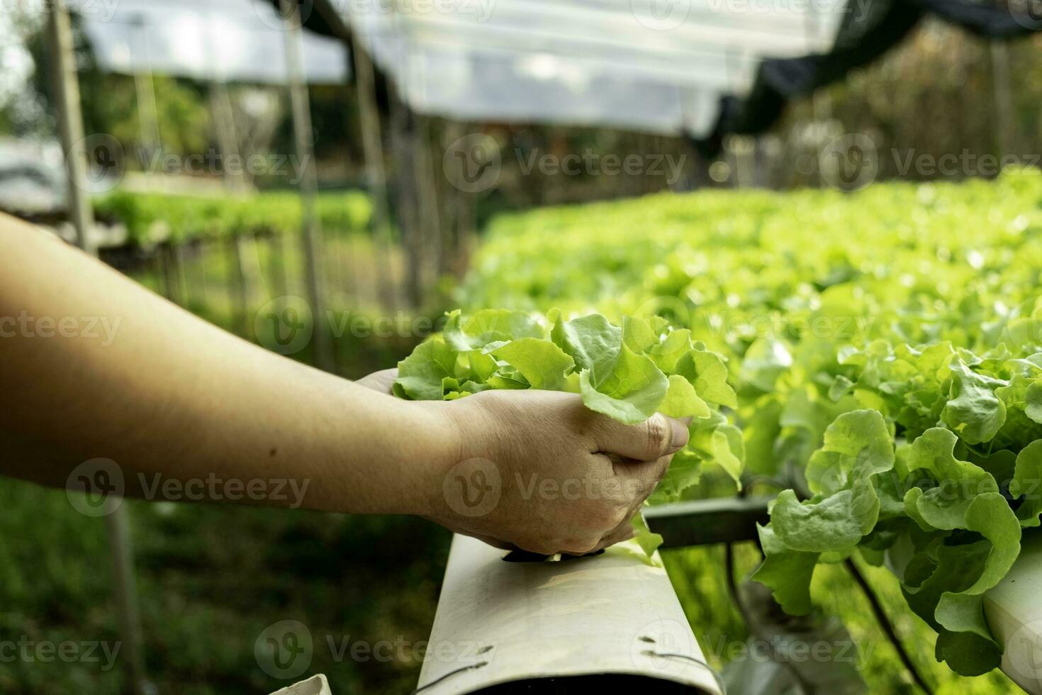 jovem agricultor está segurando carvalho verde vegetal foto