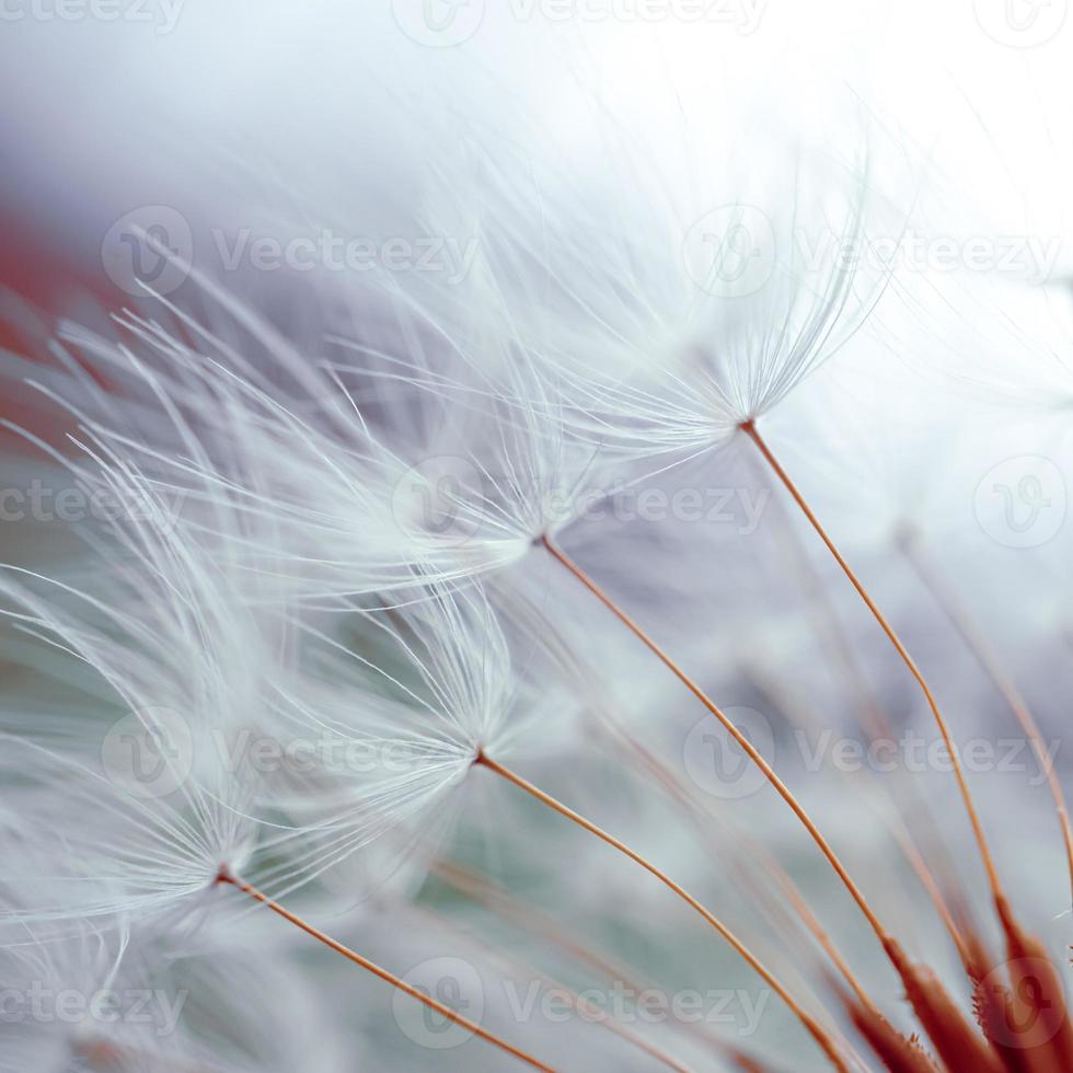 flor de dente de leão romântico na primavera, semente de dente de leão macro foto