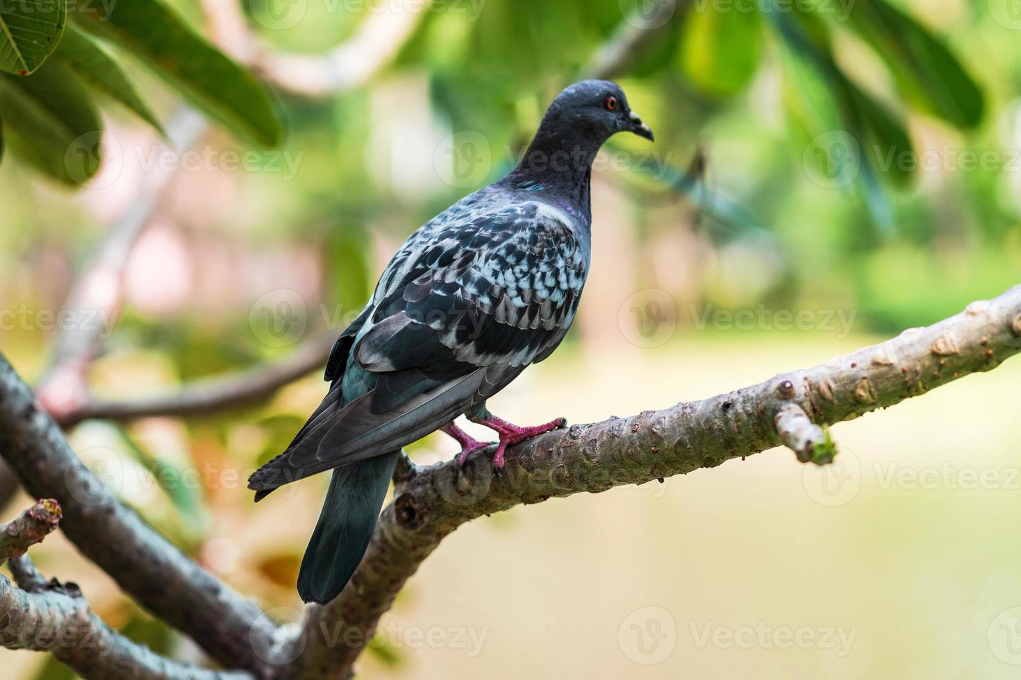 pombo na árvore foto