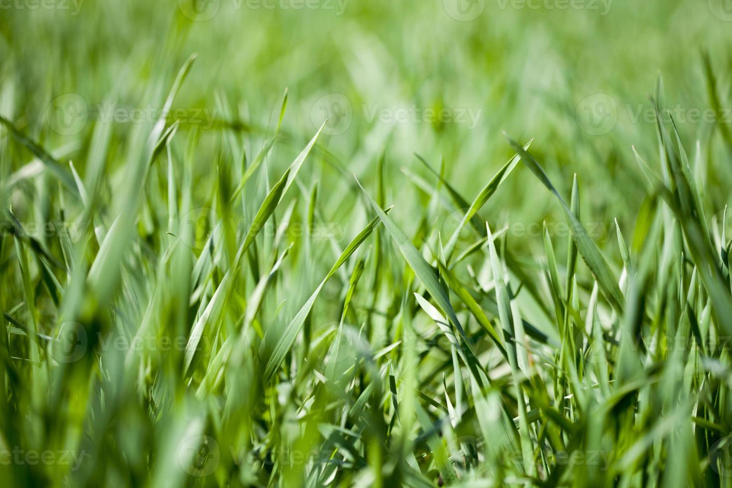 campo de grama verde foto