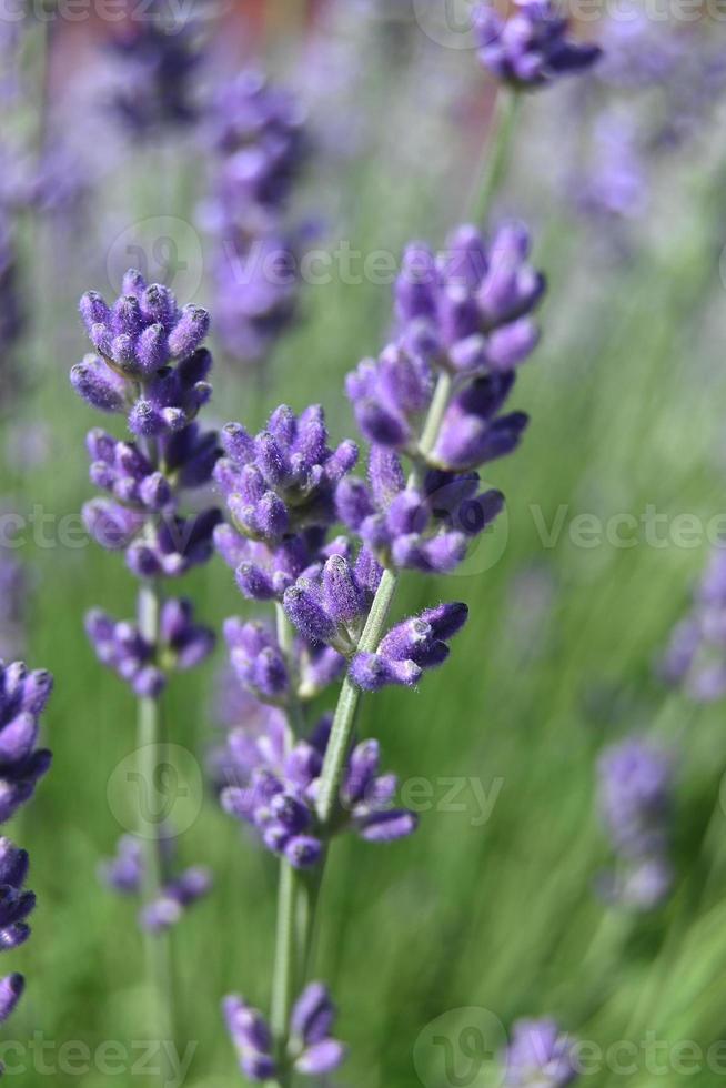 pequenas flores azuis de lavanda em uma haste vertical foto