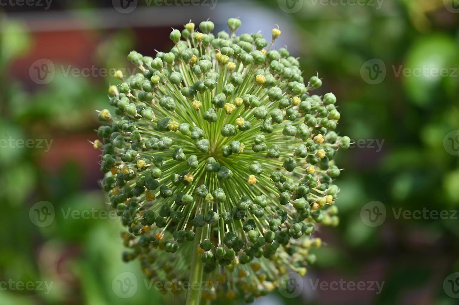 alho ornamental coberto de vegetação amadurece as sementes foto