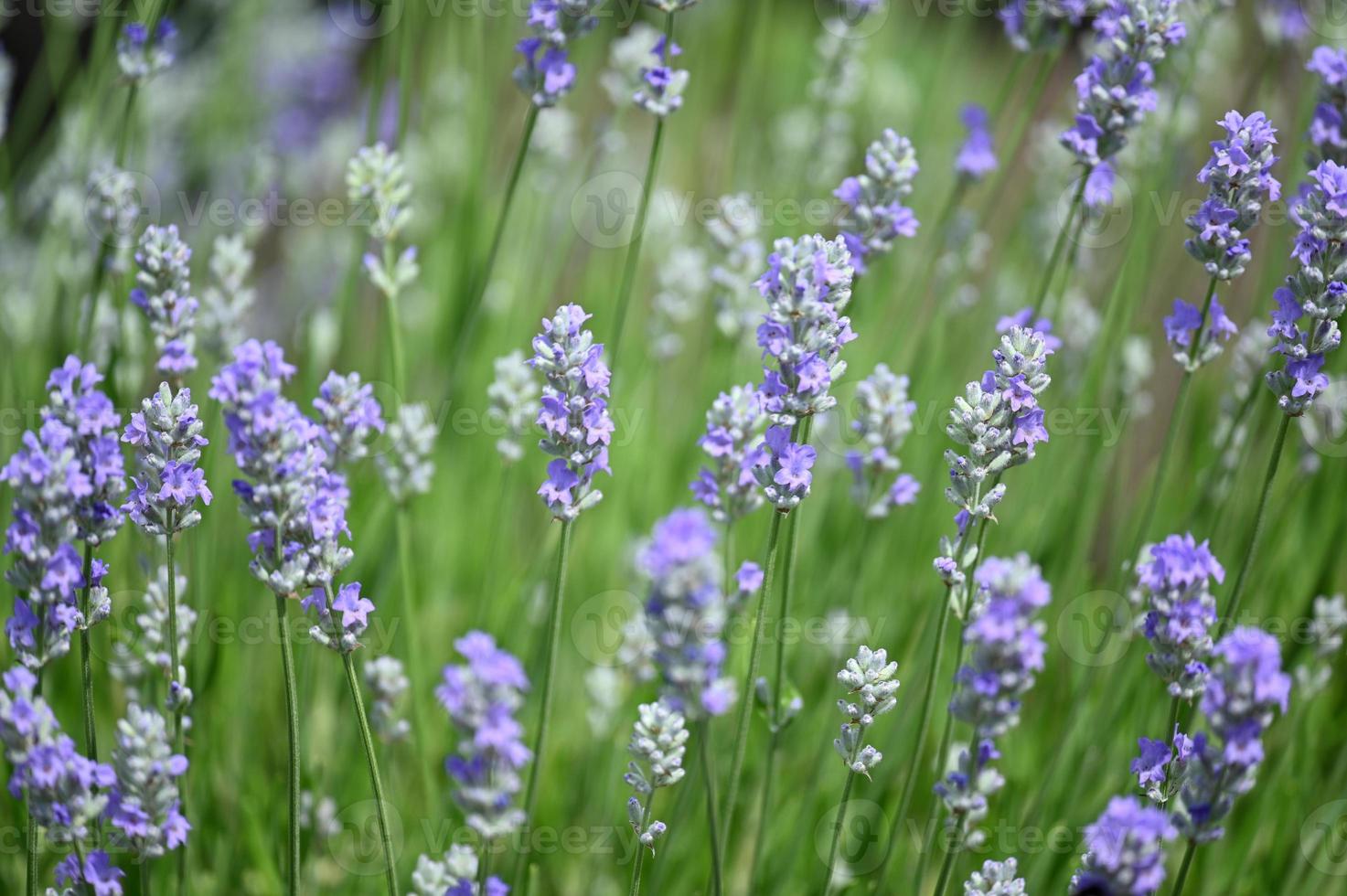 pequenas flores roxas de lavanda foto