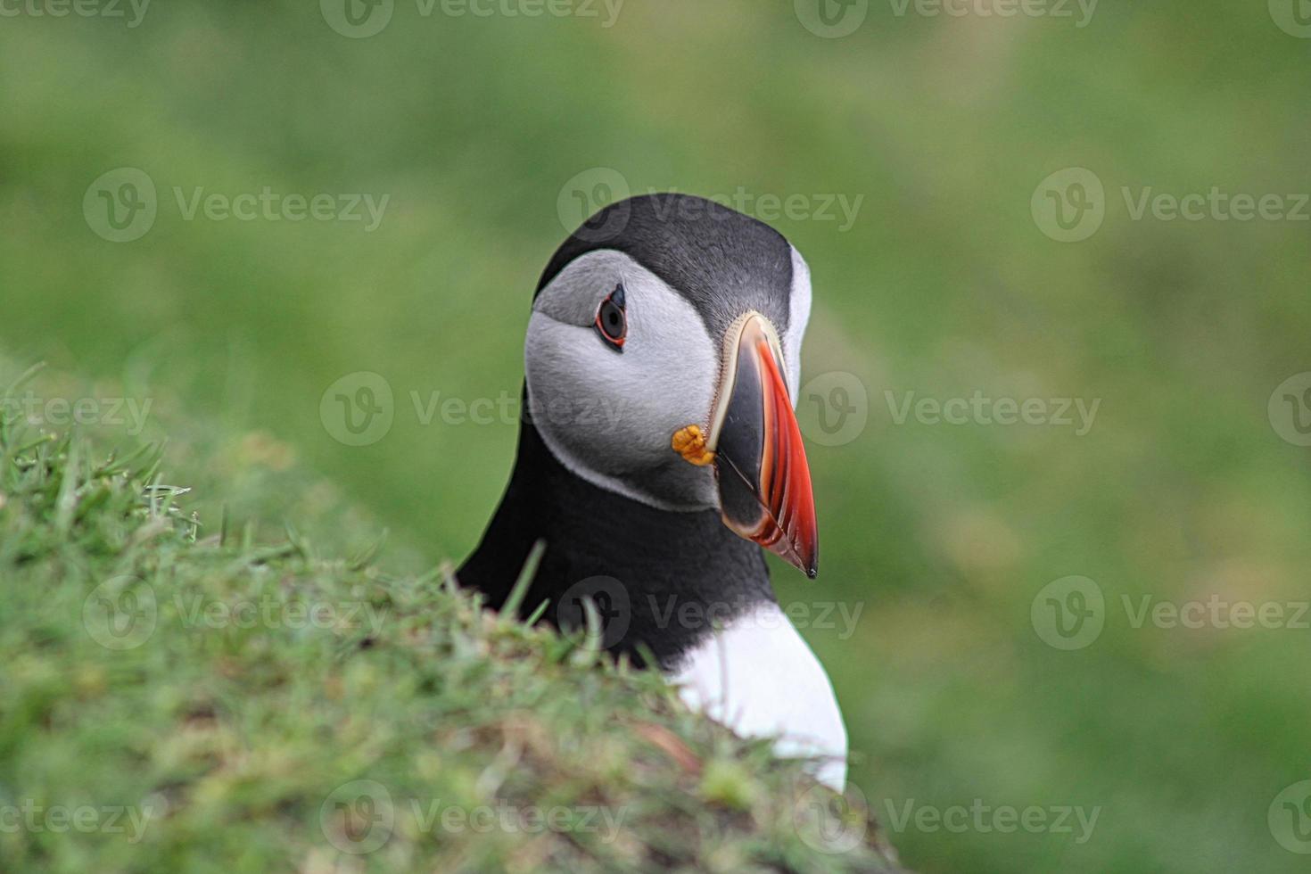 retrato de um papagaio-do-mar nos mykines nas ilhas Faroe foto