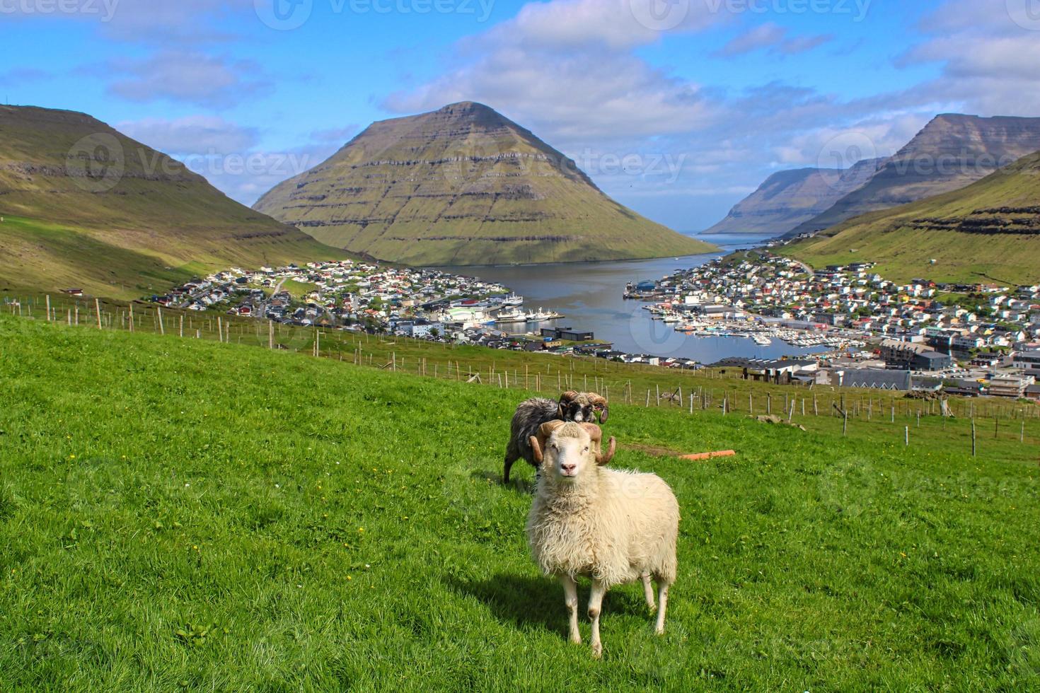 ovelhas em frente à deslumbrante paisagem urbana de klaksvik nas ilhas faroe foto