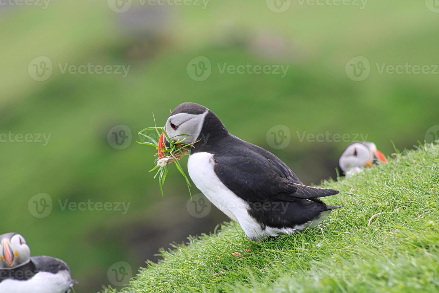 papagaio-do-mar com grama em mykines nas ilhas faroe foto