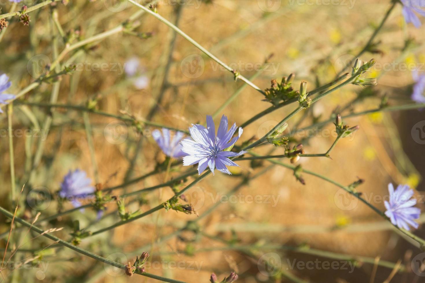 foto violeta flores silvestres da primavera