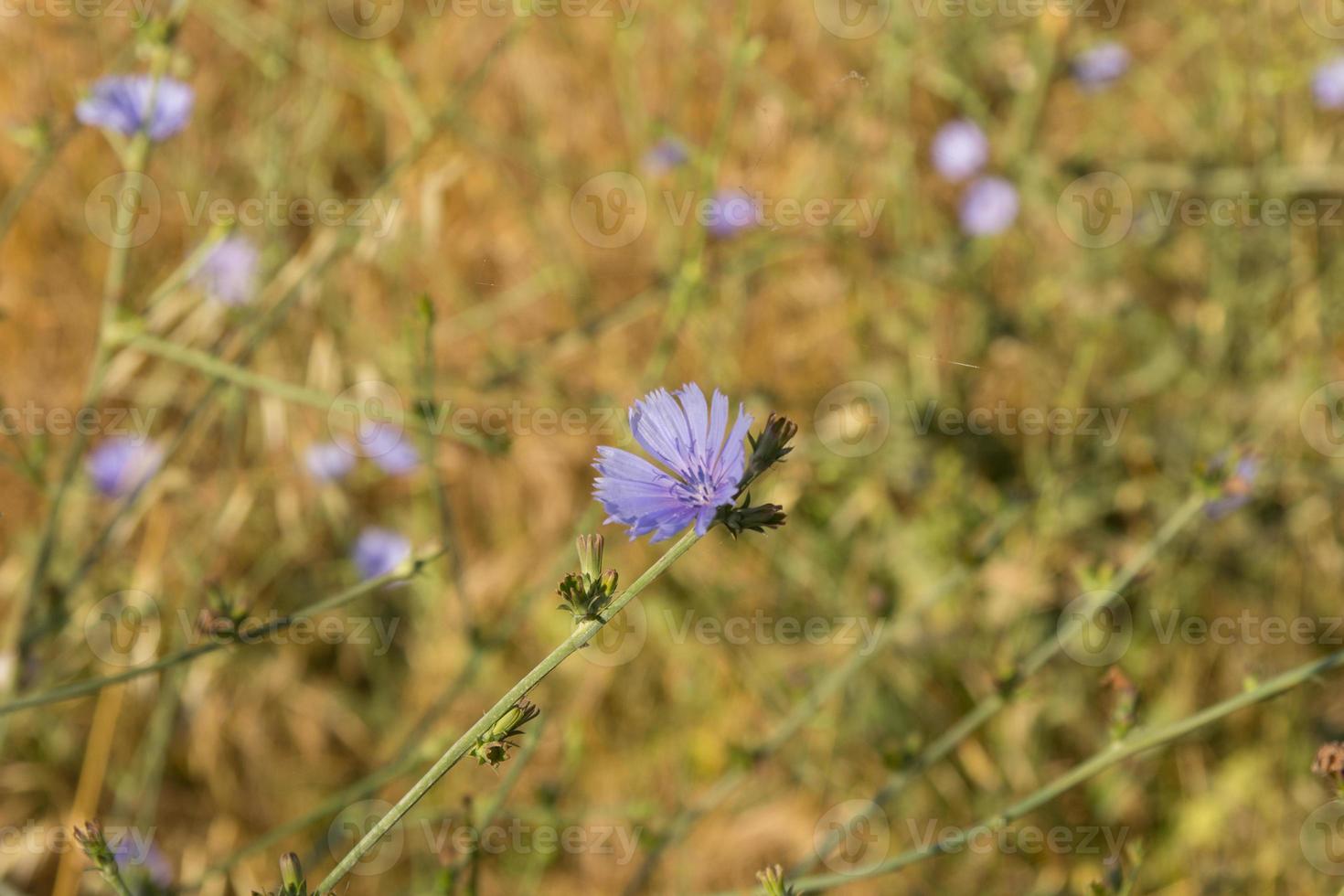 foto violeta flores silvestres da primavera