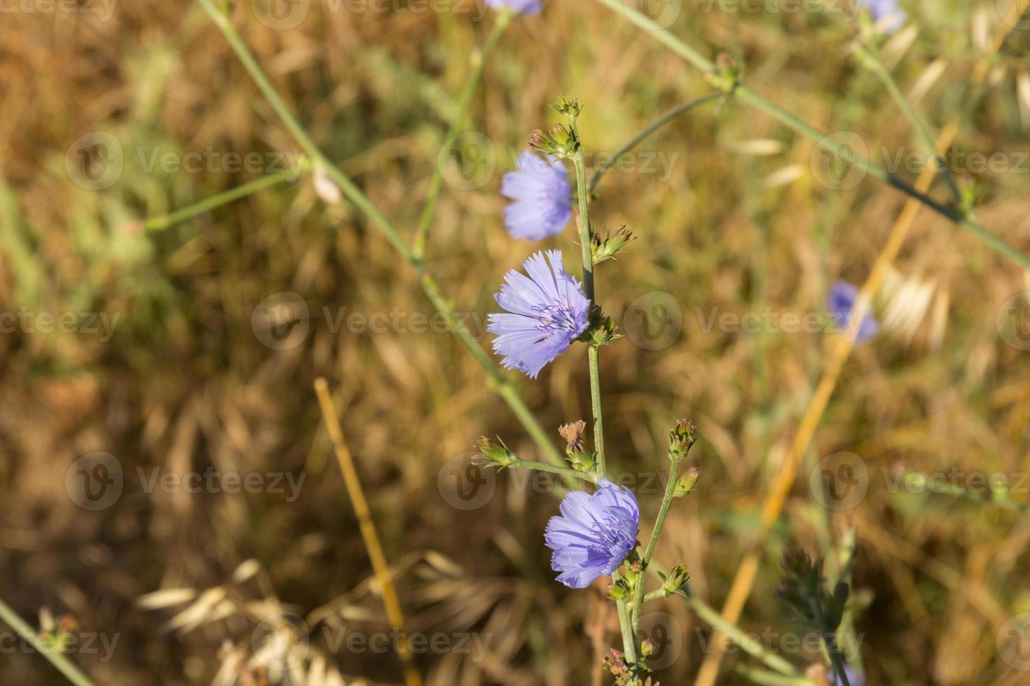 foto violeta flores silvestres da primavera