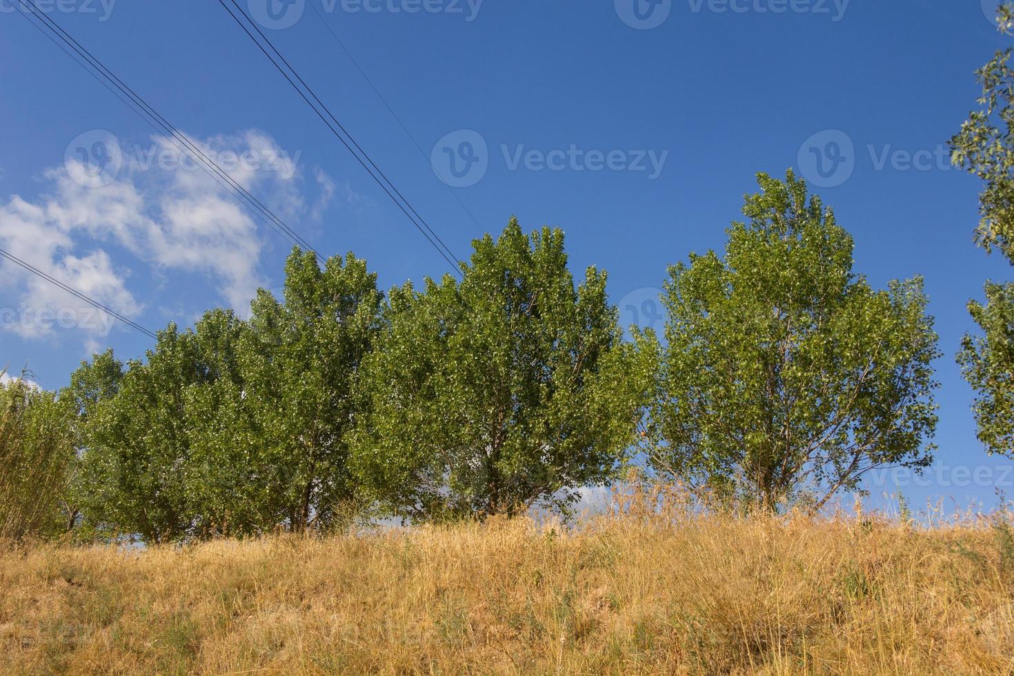 grupo de árvores em um fundo de céu azul foto