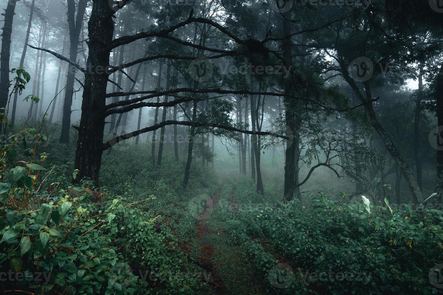 árvores no meio do nevoeiro, floresta de paisagem selvagem com pinheiros foto