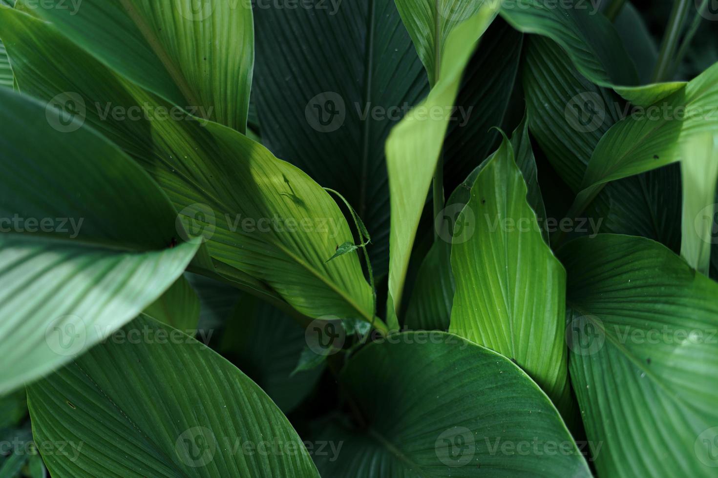 folhas verdes com detalhes de folhas escuras no natural foto