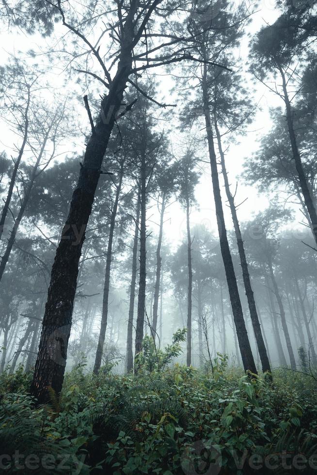 árvores no meio do nevoeiro, floresta de paisagem selvagem com pinheiros foto