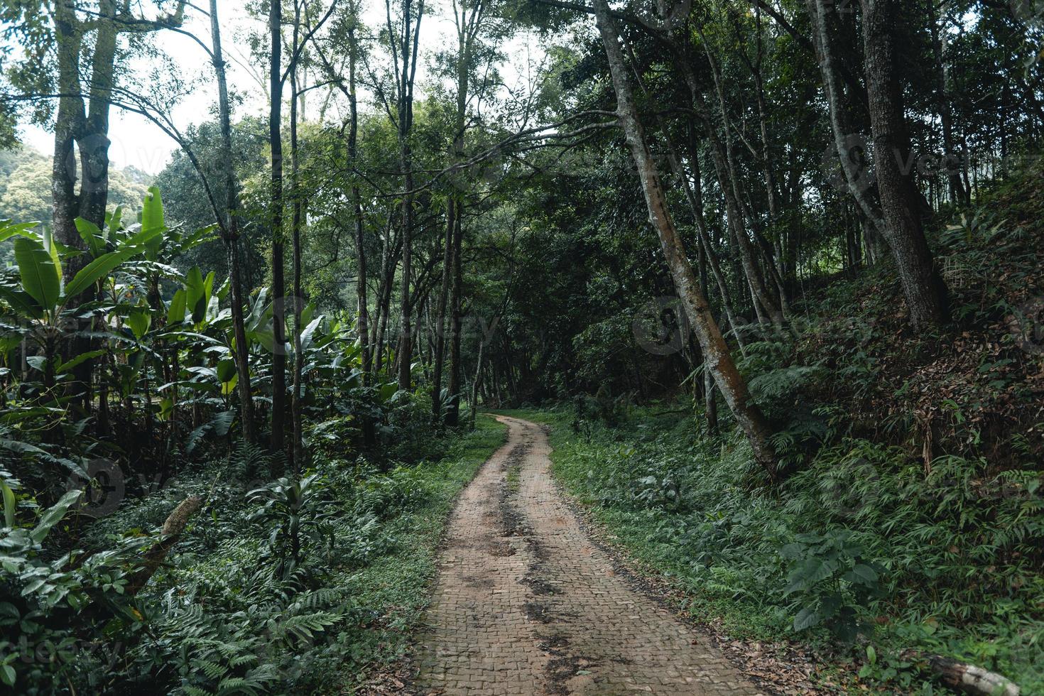 a estrada para uma vila rural em uma floresta tropical foto