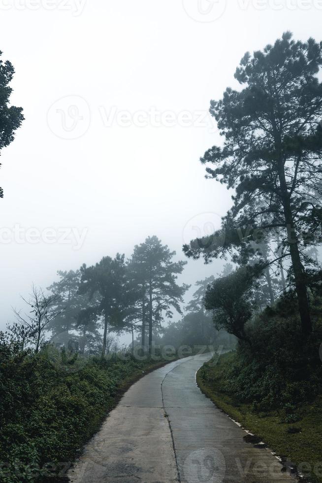 árvores no meio do nevoeiro, floresta de paisagem selvagem com pinheiros foto