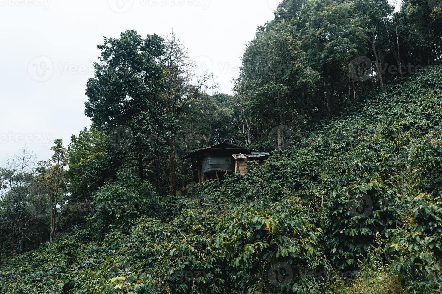 plantação de café em floresta tropical foto