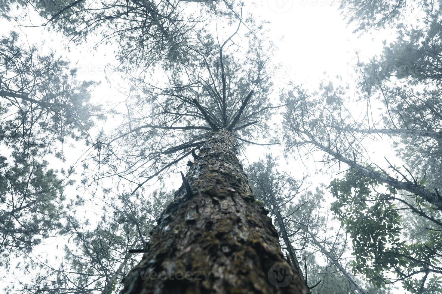 árvores no meio do nevoeiro, floresta de paisagem selvagem com pinheiros foto