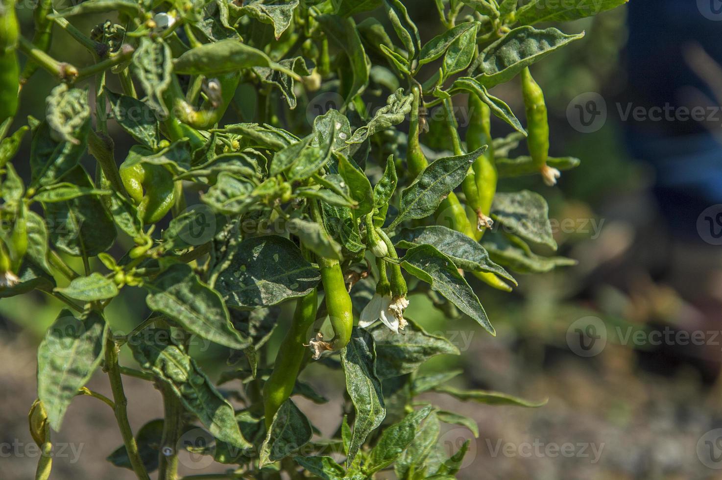 pimenta verde orgânica na planta jovem no campo agrícola, conceito de colheita. foto