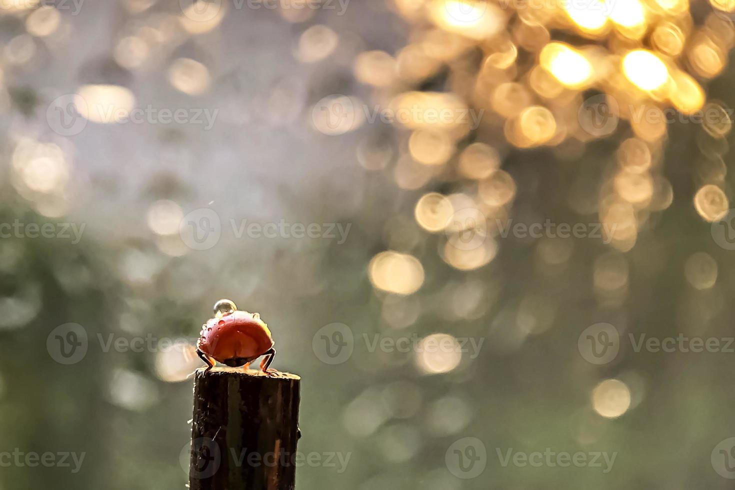 uma joaninha vermelha rasteja em uma vara em direção aos raios do sol do pôr do sol. bokeh. macrofotografia. depois da chuva foto