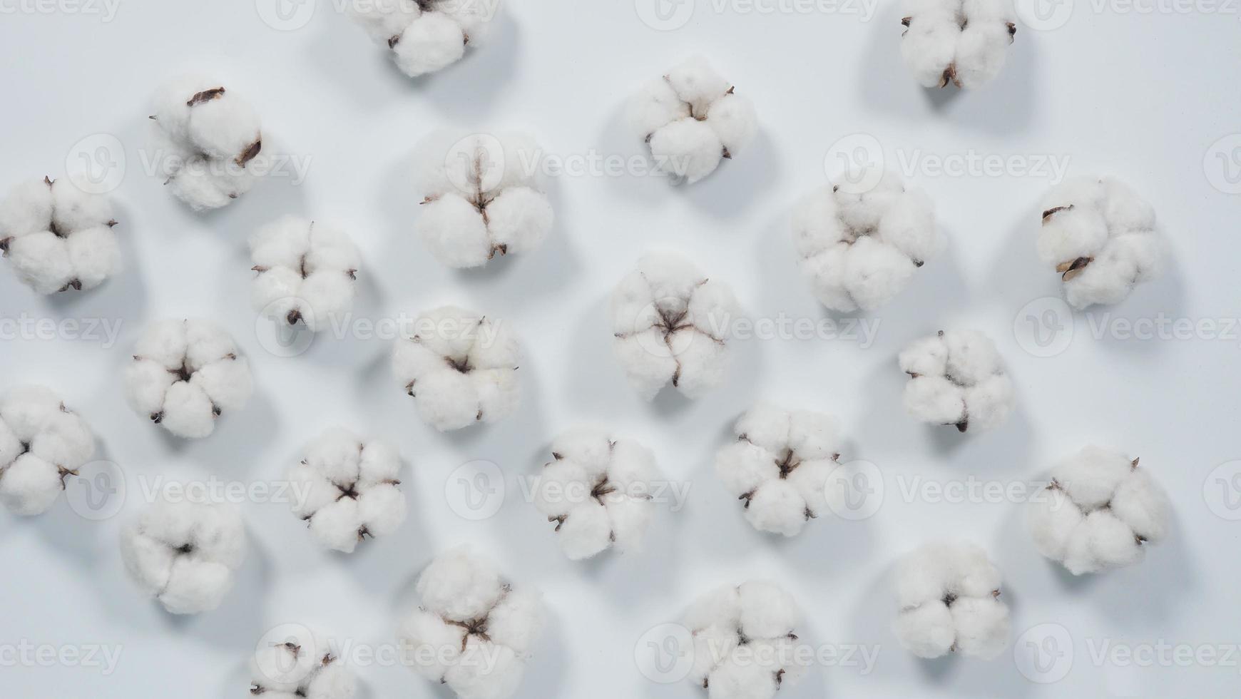 flores de algodão orgânico de cor branca real em estúdio foto