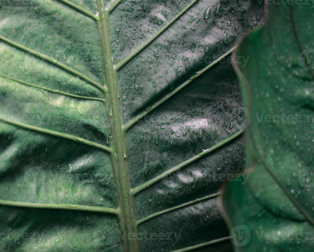 folhagem planta antúrio. folhas naturais com cor verde escuro temperamental e fundo abstrato da textura das gotas de água. concentre-se no fundo. natureza, orgânico, tema verde ou conceito de pano de fundo do dia da terra. foto