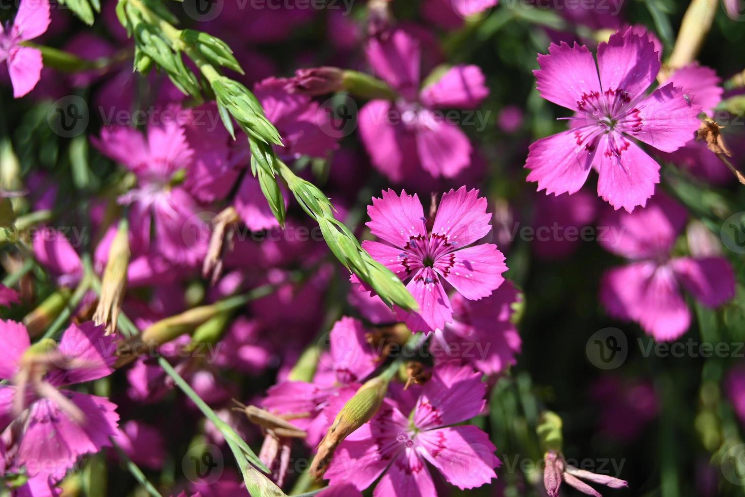 pequenas flores rosa da planta do tapete foto