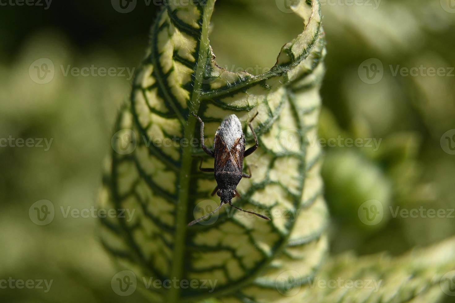 folha com casca variegada e besouro nela foto