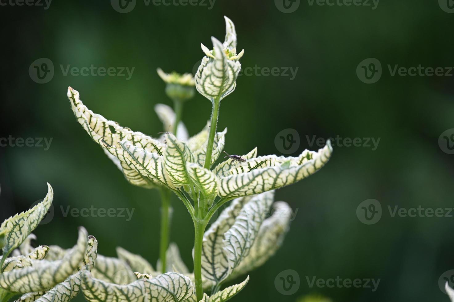 folhas variegadas de uma planta de parque perene foto