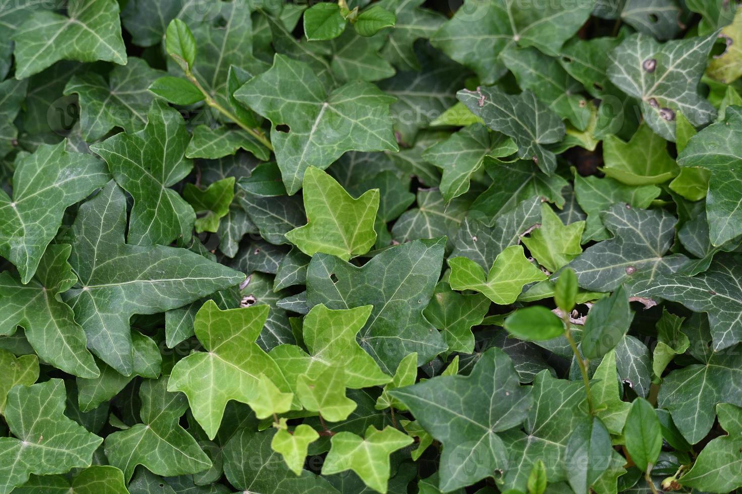 textura de folha verde ivy foto