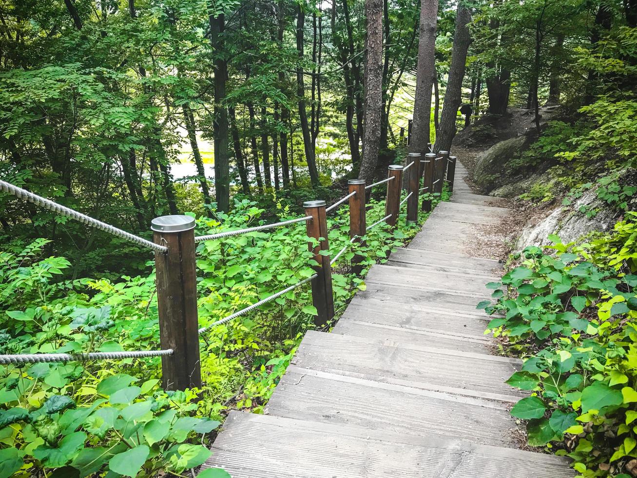 escada que desce na floresta. cidade sokcho. Coreia do Sul foto