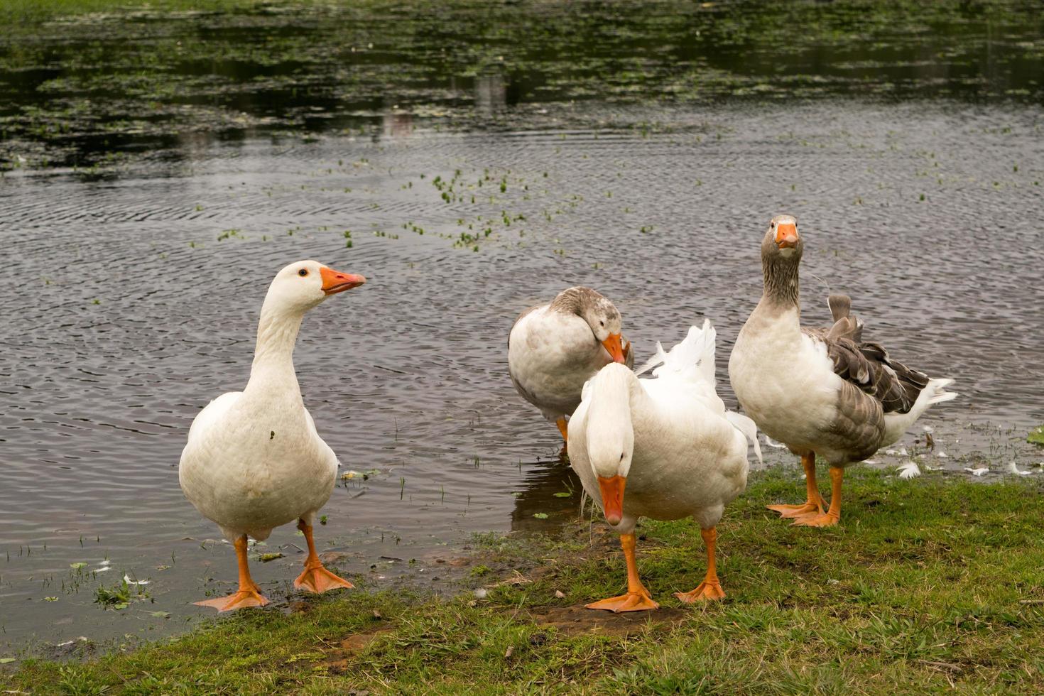 gansos perto da água foto