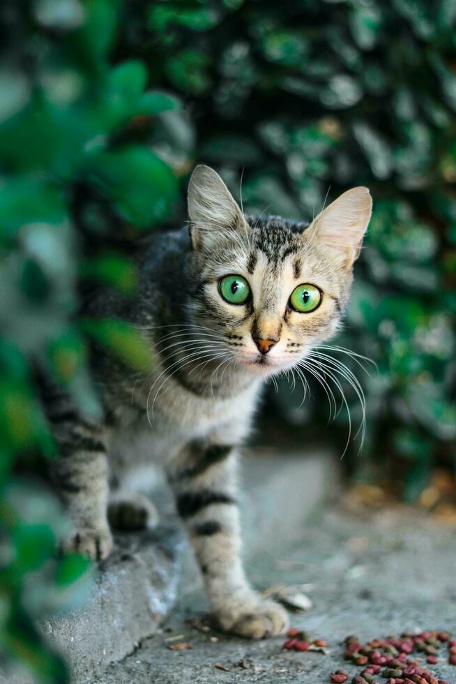 fofo gatinha olhando às Câmera foto