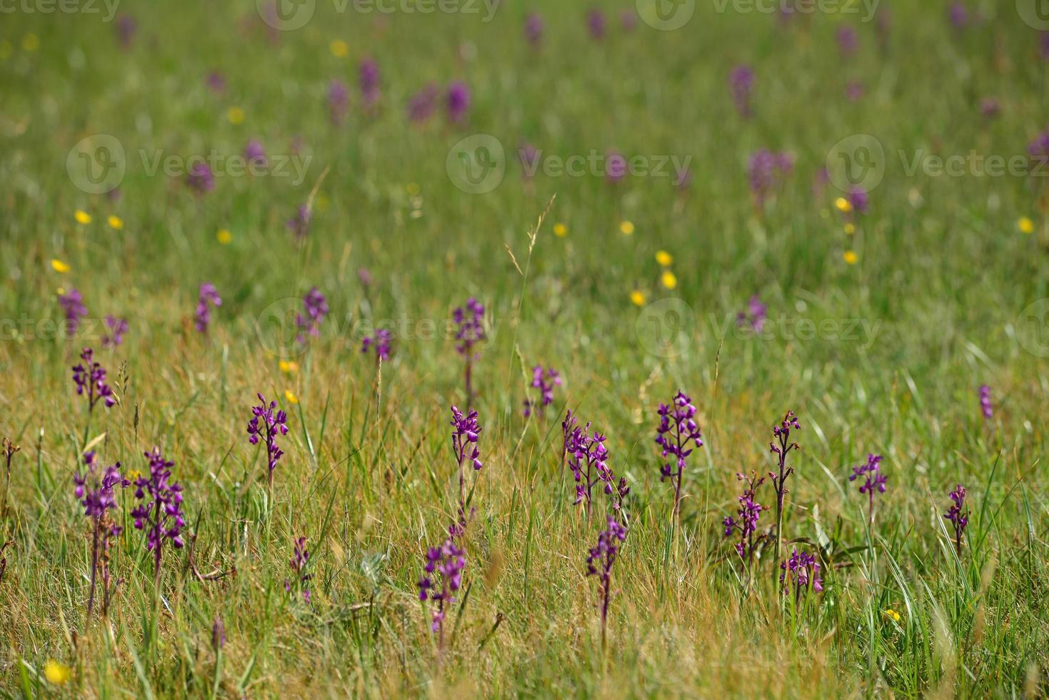 flores silvestres reserva jersey orquídeas do reino unido foto